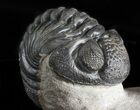 Nice Pedinopariops Trilobite - Mrakib, Morocco #45968-3